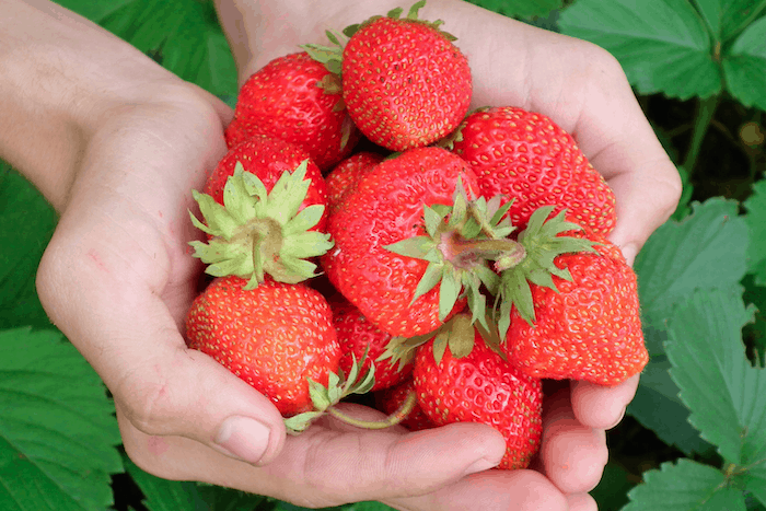 GMO free strawberries in Ireland, where genetically modified crops were banned