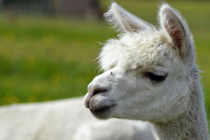 Alpaca poop and government waste