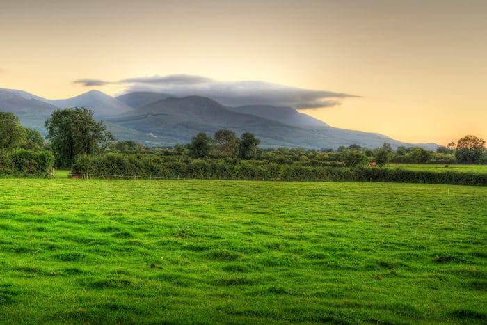 How to invest in Irish forestry