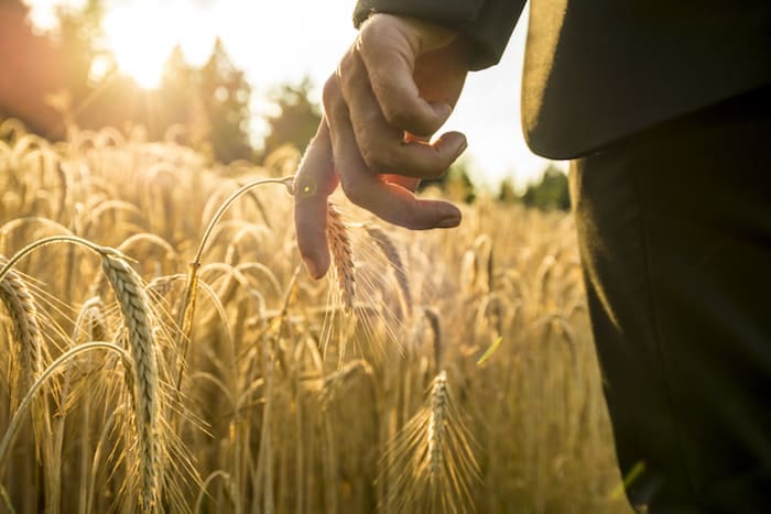 Investing in the world’s most valuable cash crops