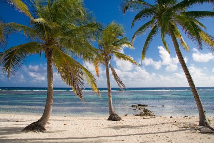 Picture of Three coconut palms on the beach in Bermuda, the best country for intellectual property