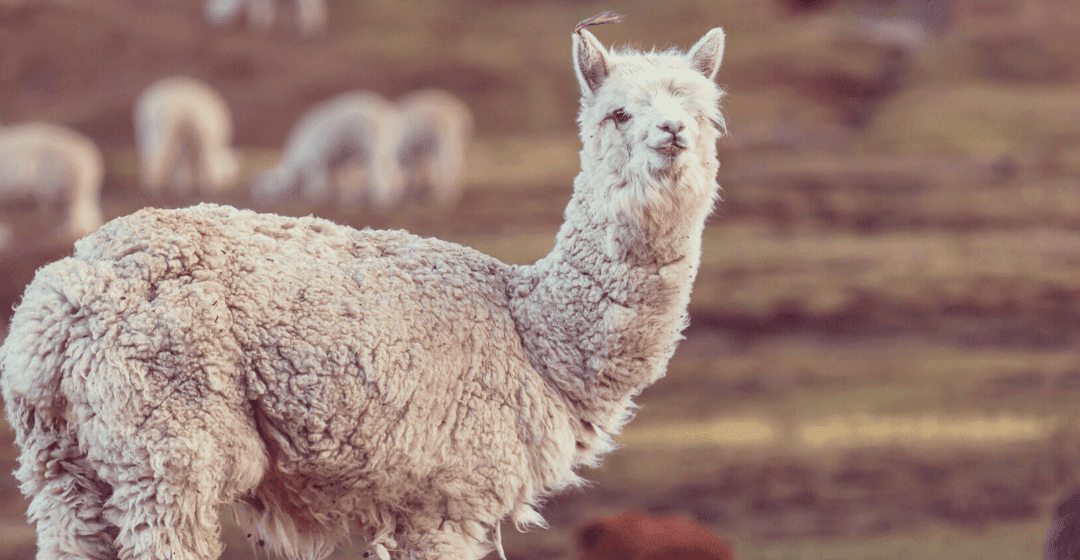 Alpaca poop: the reason your government hates tax havens