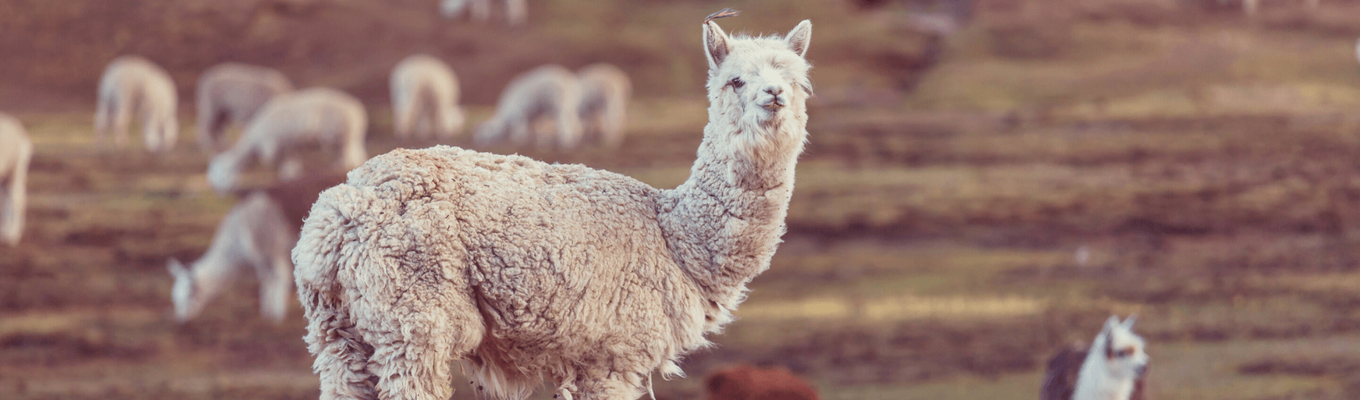 Alpaca poop: the reason your government hates tax havens