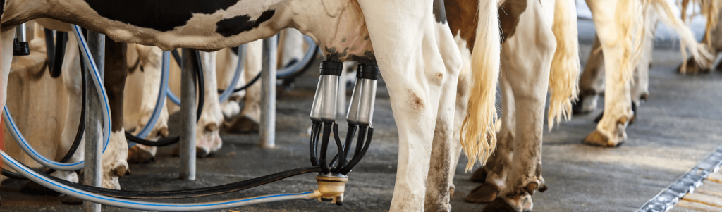 INTERNET SALES TAX YOU’RE NOTHING BUT A MILK COW