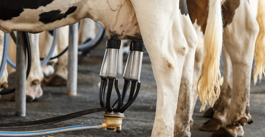 Internet sales tax: you’re nothing but a milk cow