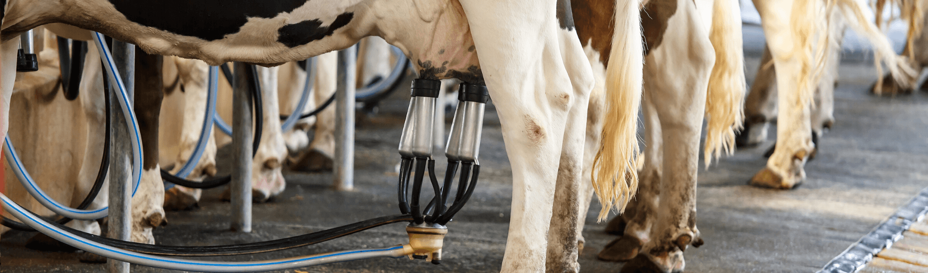 INTERNET SALES TAX YOU’RE NOTHING BUT A MILK COW