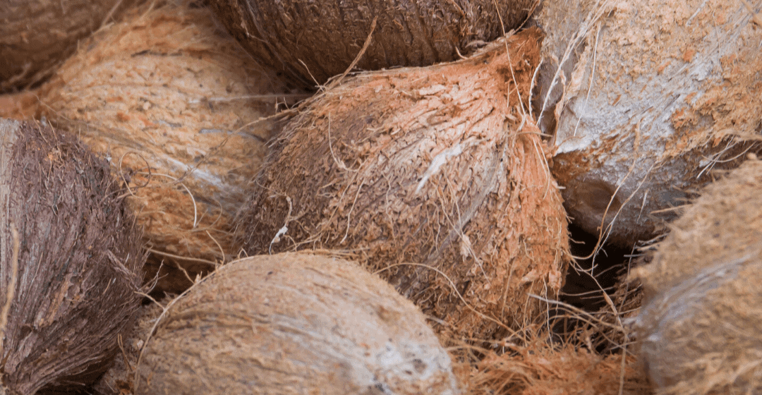 Investing in coconuts: scam or legitimate agriculture opportunity?