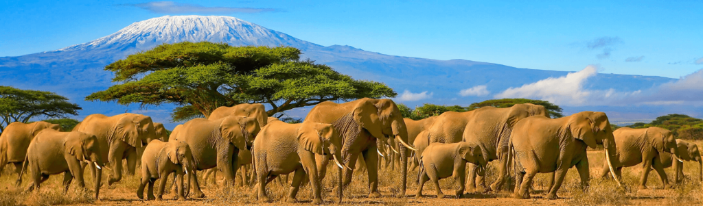 THE TOP FIVE AFRICAN COUNTRIES TO INVEST IN FOR HIGH YIELDS