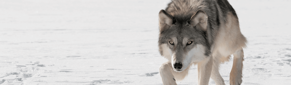 The government that cried wolf on sovereign debt