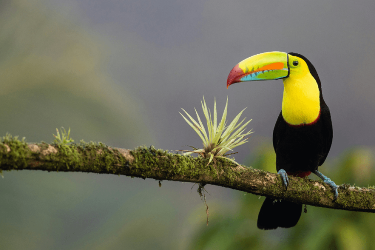 Costa Rica, Get a Second Residence and Pay No Tax