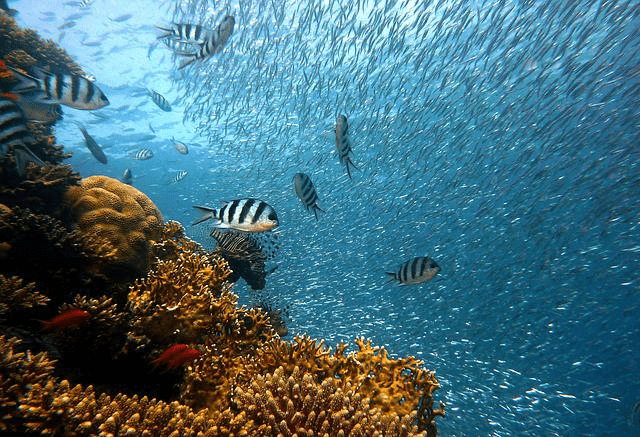 The island of Mahe has fantastic snorkeling spots like Bay Ternay- another not to miss activity in Seychelles.