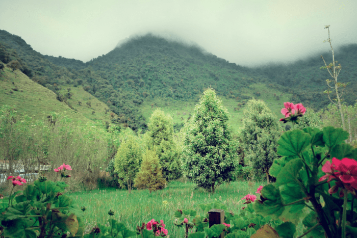 Flowers in Ecuador