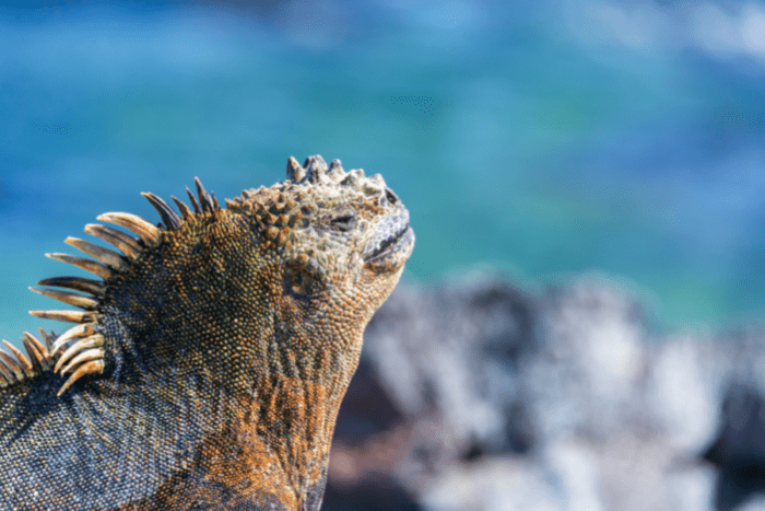 Marine iguana, Galápagos islands