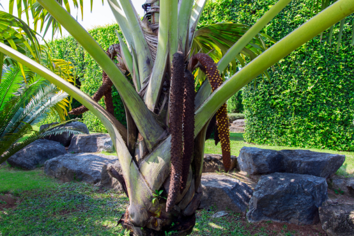 Go bird watching or walk the guided trail to enjoy the rich flora and fauna of Coco de Mer Vallée De Mai.