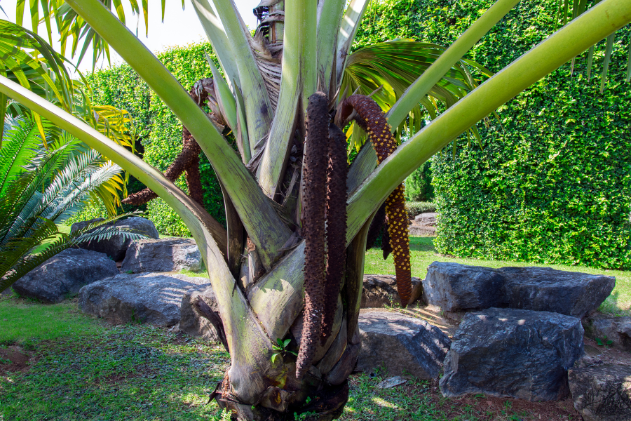 Go bird watching or walk the guided trail to enjoy the rich flora and fauna of Coco de Mer Vallée De Mai.