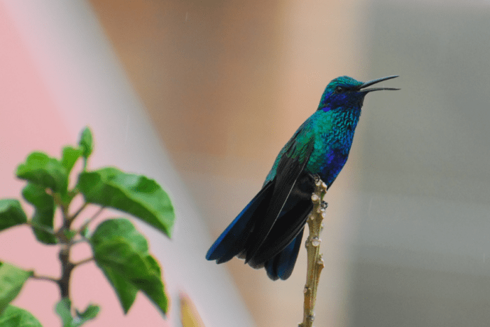 Hummingbird, Ecuador