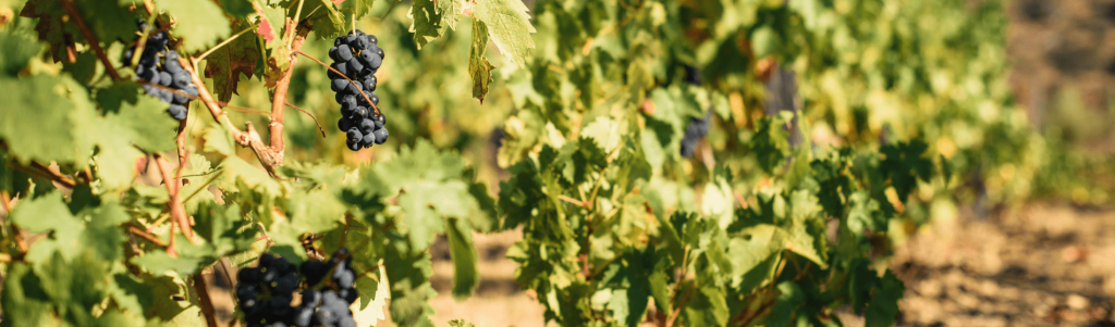 Price of Vineyards Around the World