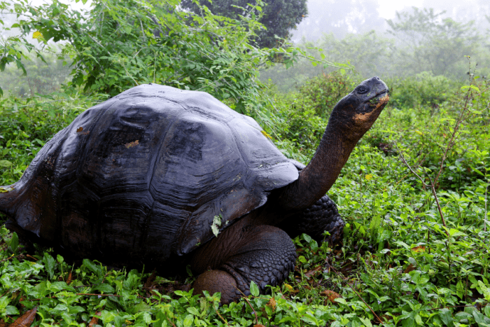 The Galápagos tortoise