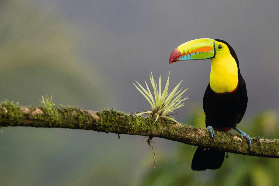 Why Costa Rica