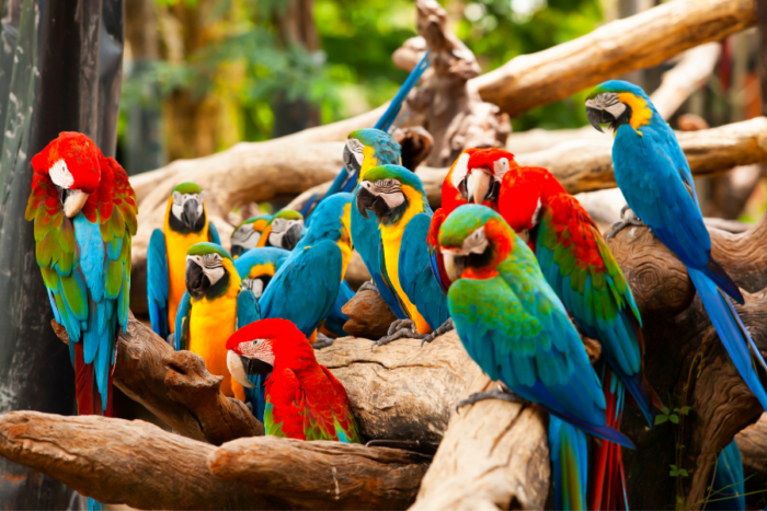 parrots in Ecuador